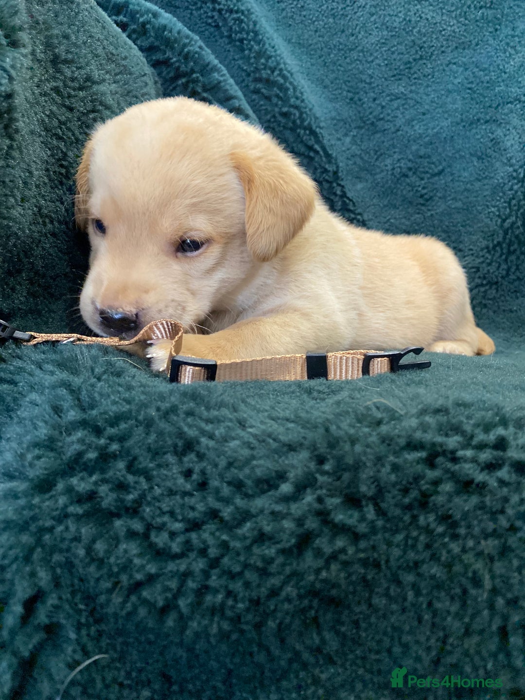 Labrador Retriever dogs for sale: KC Registered Labrador Puppies  - Image 5