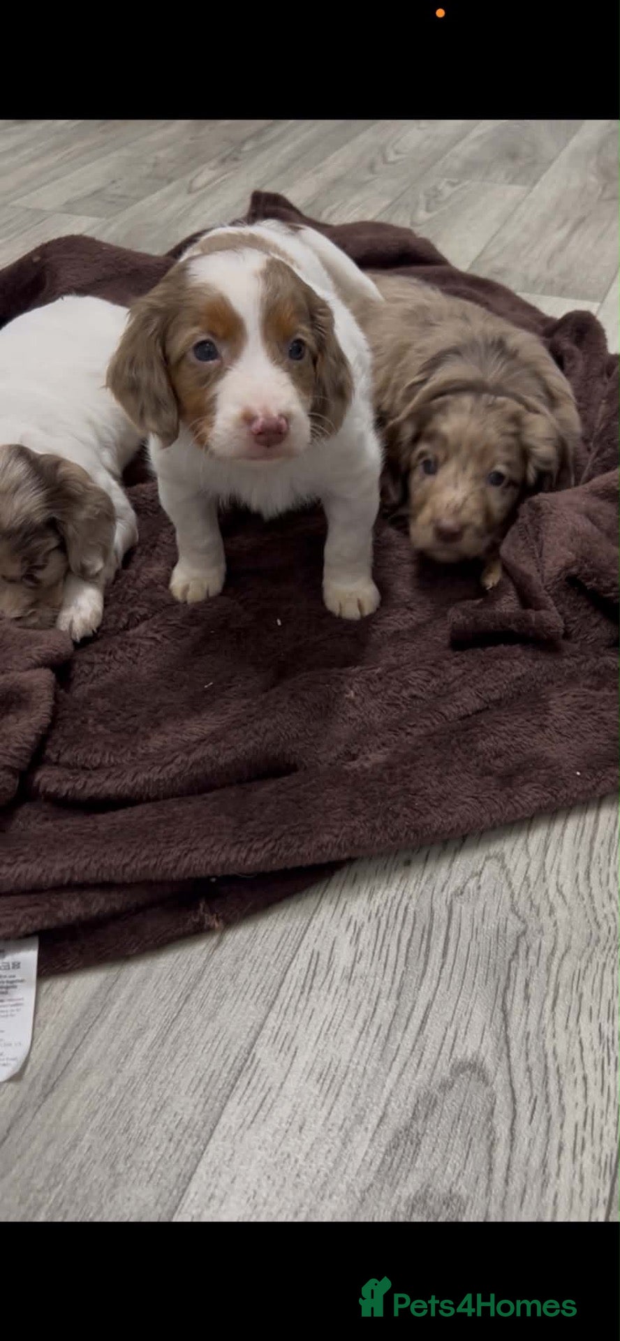Cockapoo dogs for sale: Unique cockapoo puppies  - Advert 9