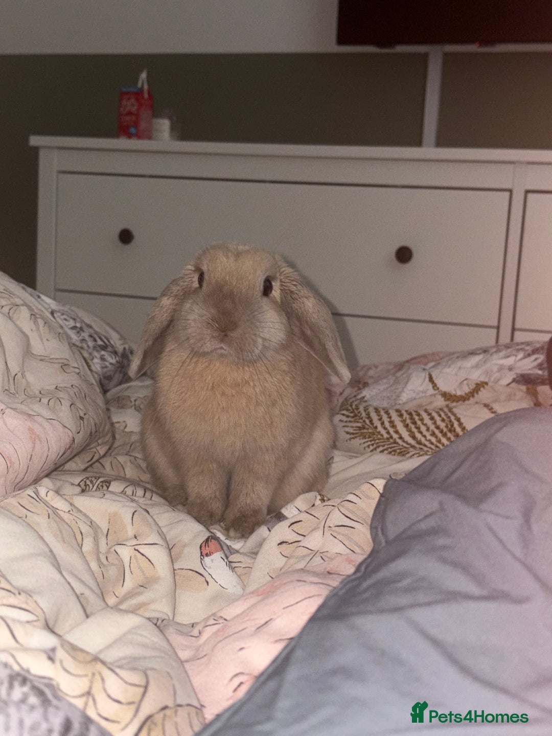Mixed Breed rabbits for sale: Neutered male looking for a bun freind  - Image 2