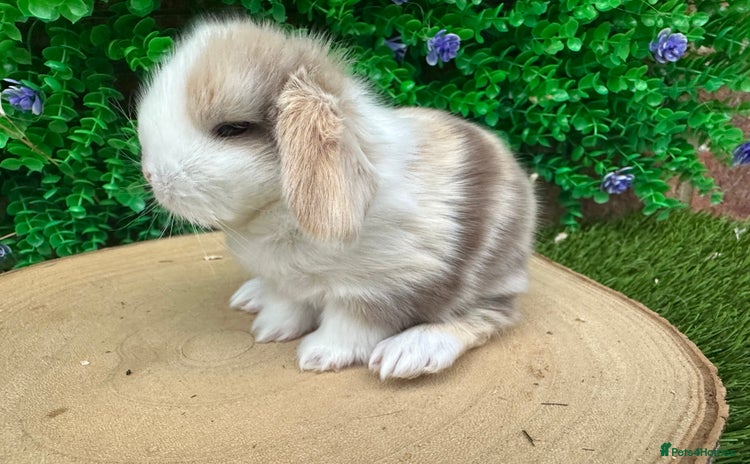 Mini Lop rabbits - Advert 4