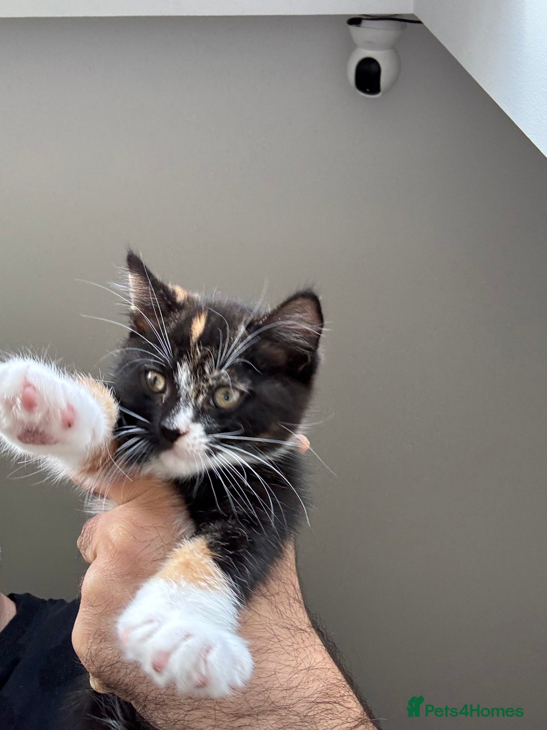 British Shorthair cats for sale: It’s a British short hair  - Advert 11