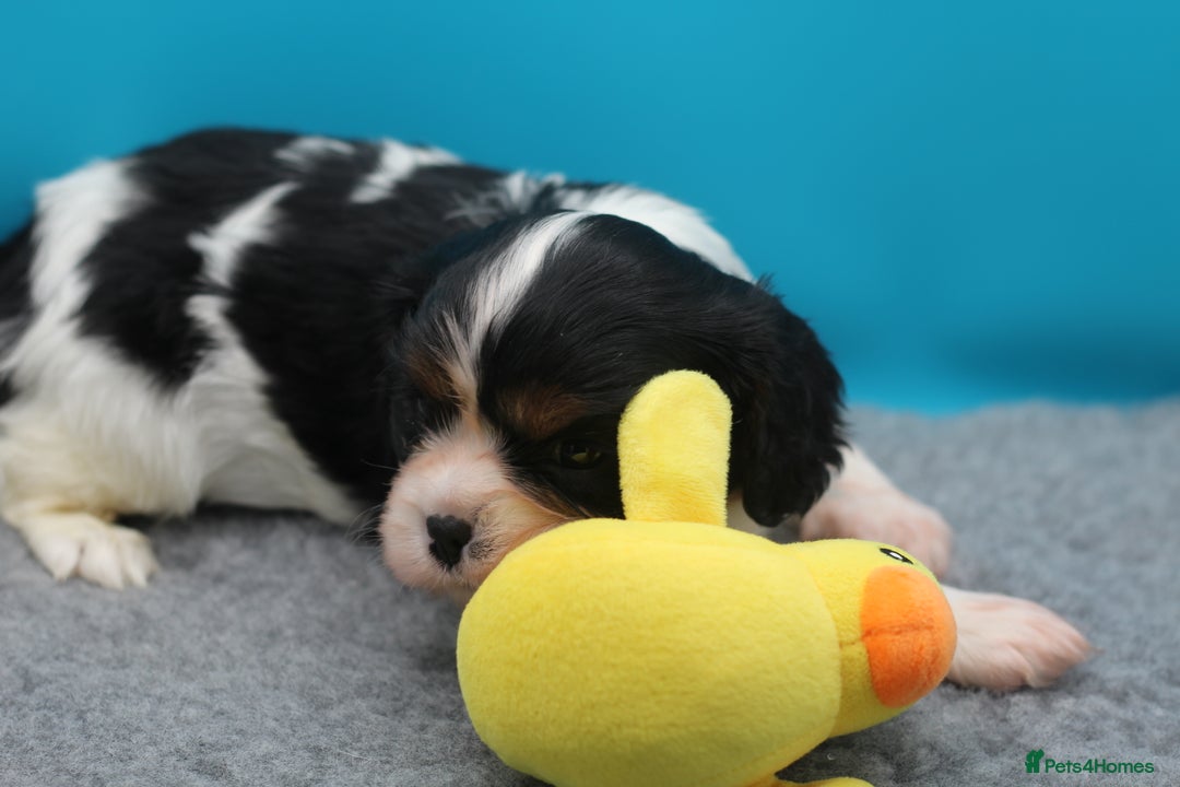 Cavalier King Charles Spaniel dogs for sale: Champion lines, heart/health tested, KC registered - Advert 26