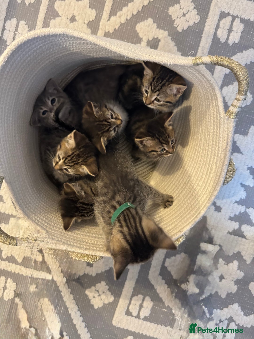 Ragdoll cats for sale: Ragdoll X Kittens - Image 1