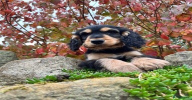 Cocker Spaniel dogs - Advert 13