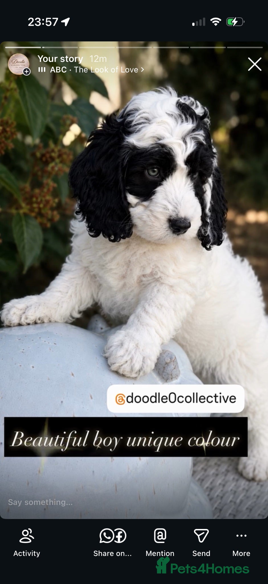 Cockapoo dogs Stunning unusual cockapoos  - Advert 2