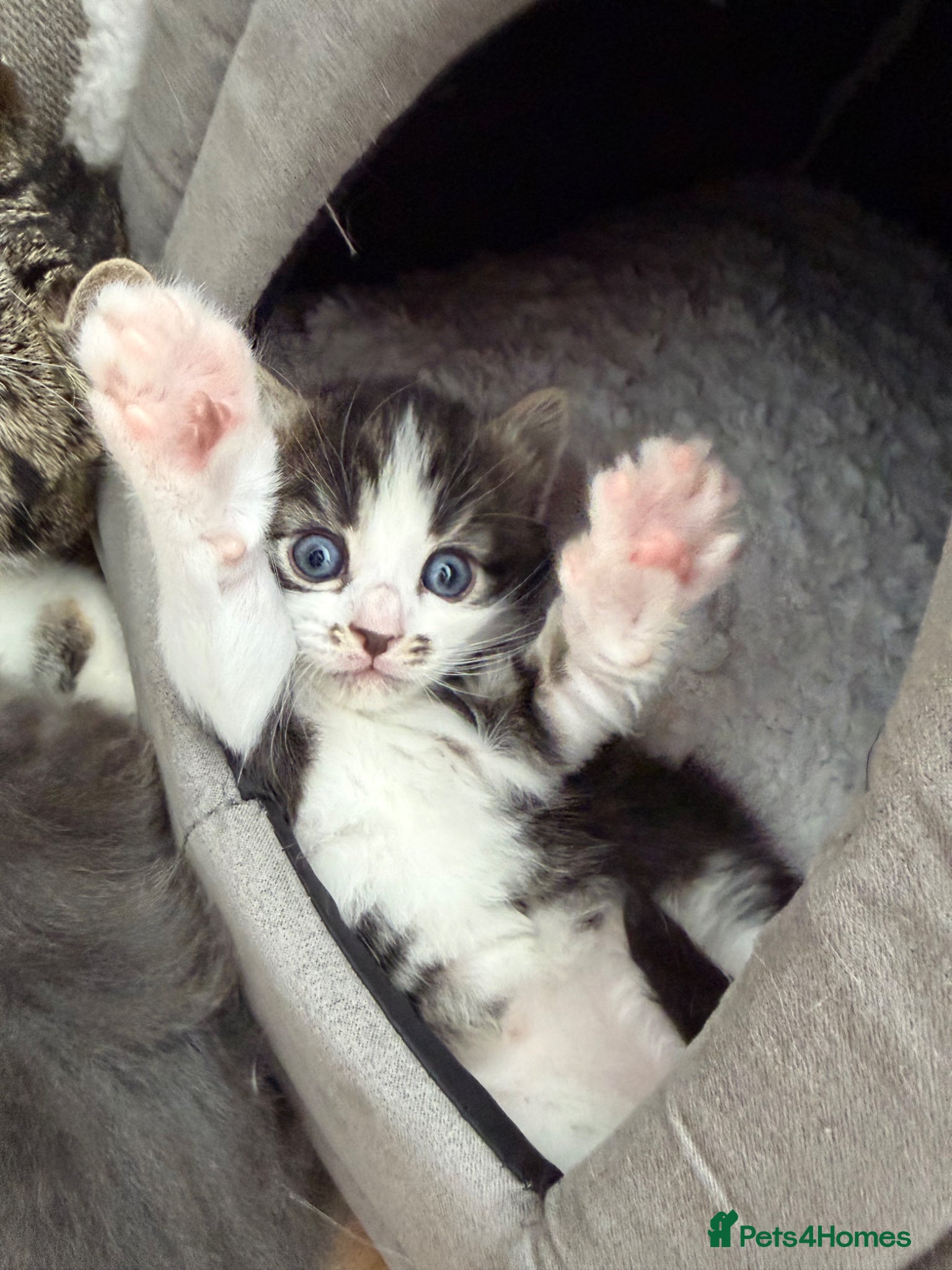 Mixed Breed cats for sale: Gorgeous, lovely Tabby kittens looking for home💕 - Advert 29
