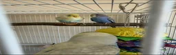 Budgerigars birds for sale: 3 male budgies with cage & toys - Advert 12