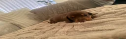 Miniature Dachshund dogs for sale: Stunning Miniature Dachshund Puppies Available - Advert 10