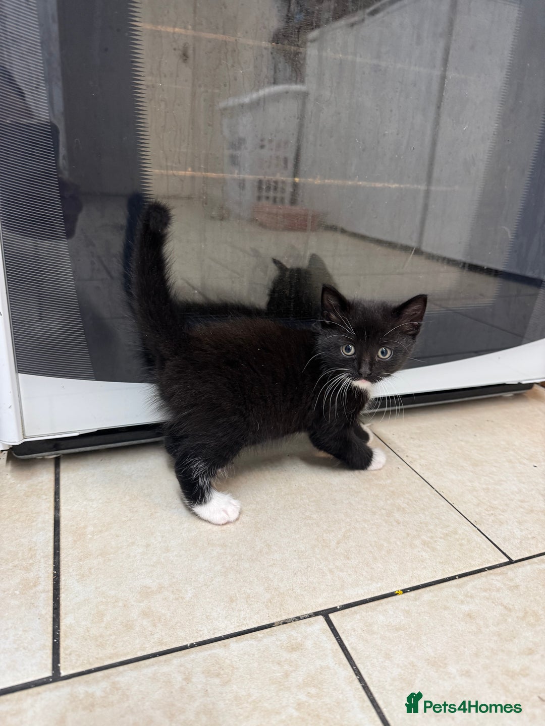 Mixed Breed cats for sale: Kittens  - Advert 4