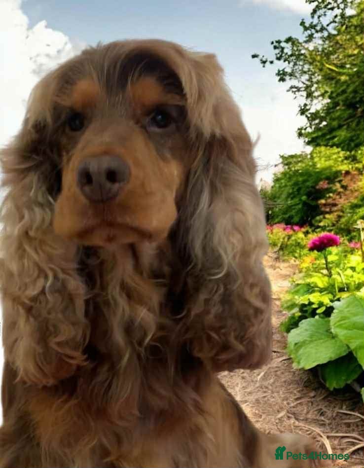Cocker Spaniel dogs stunning chocolate and tan show cocker  stud in Doncaster - Advert 8