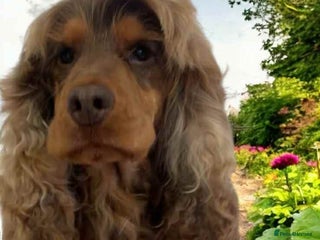 Cocker Spaniel dogs in Doncaster - Advert 32