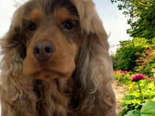 Cocker Spaniel dogs stunning chocolate and tan show cocker stud in Doncaster - Advert 14