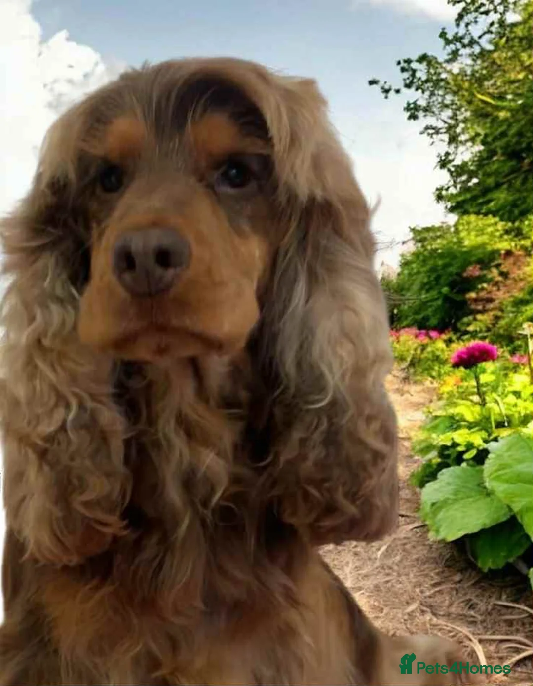 Cocker Spaniel dogs for stud: stunning chocolate and tan show cocker  stud in Doncaster - Advert 1