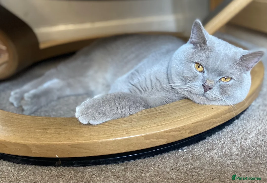 British Shorthair cats for sale: British short haired male adult for sale  - Advert 11