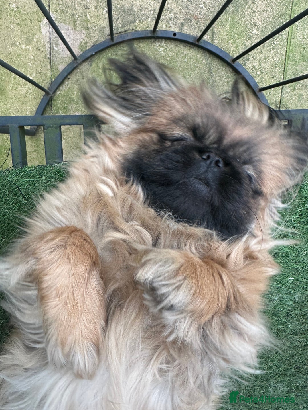 Pekingese dogs for sale: Handsome pure pedigree Pekingese  - Advert 8