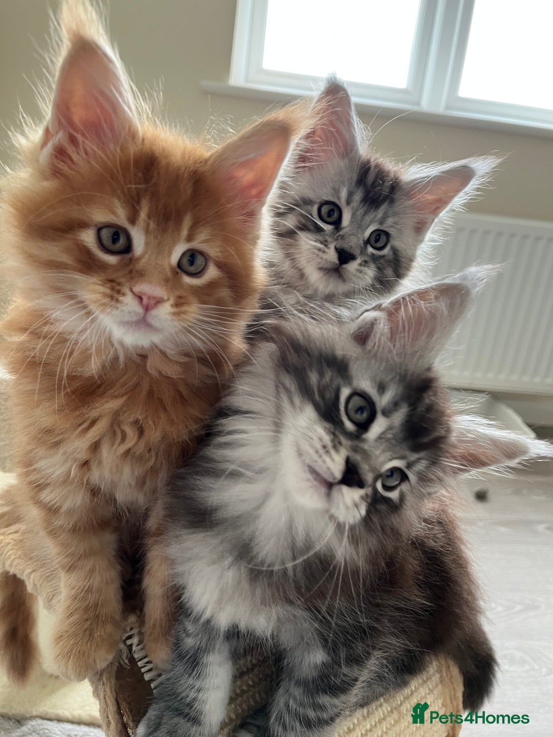 Maine Coon cats for sale: GCCF Pedigree Maine Coons  - Image 14