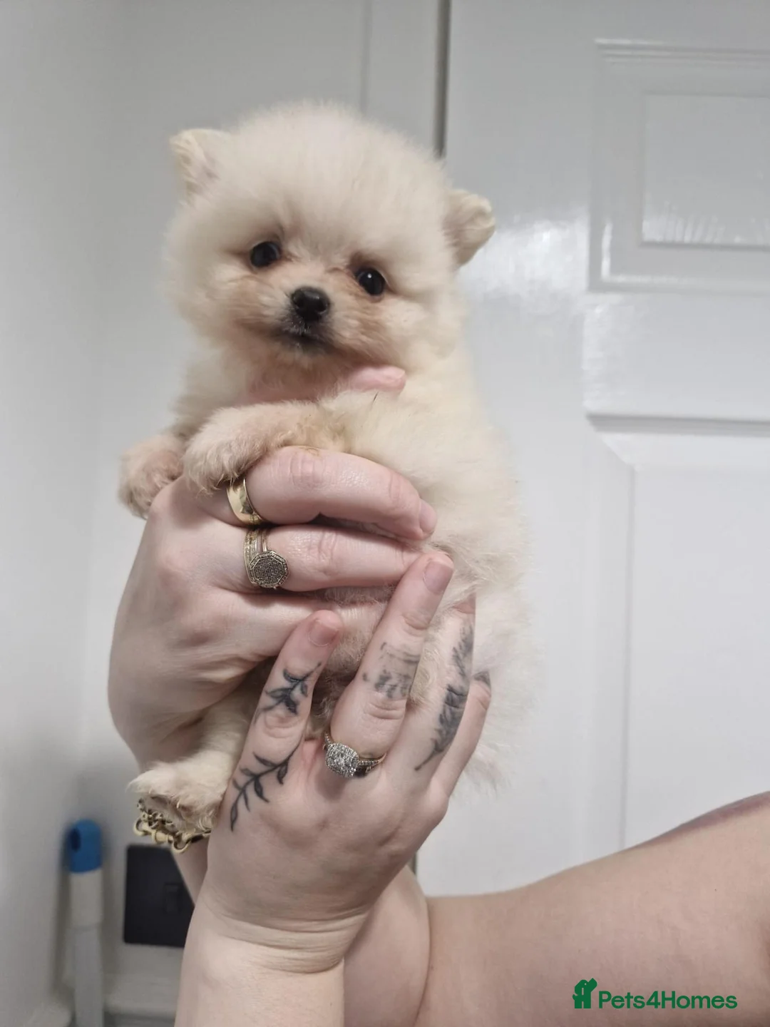 Pomeranian dogs for sale: Pomeranian Puppies For Sale  - Advert 2