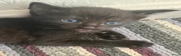 Mixed Breed cats for sale: Beautiful Litter of Playful Kittens, Siamese Cross - Advert 19