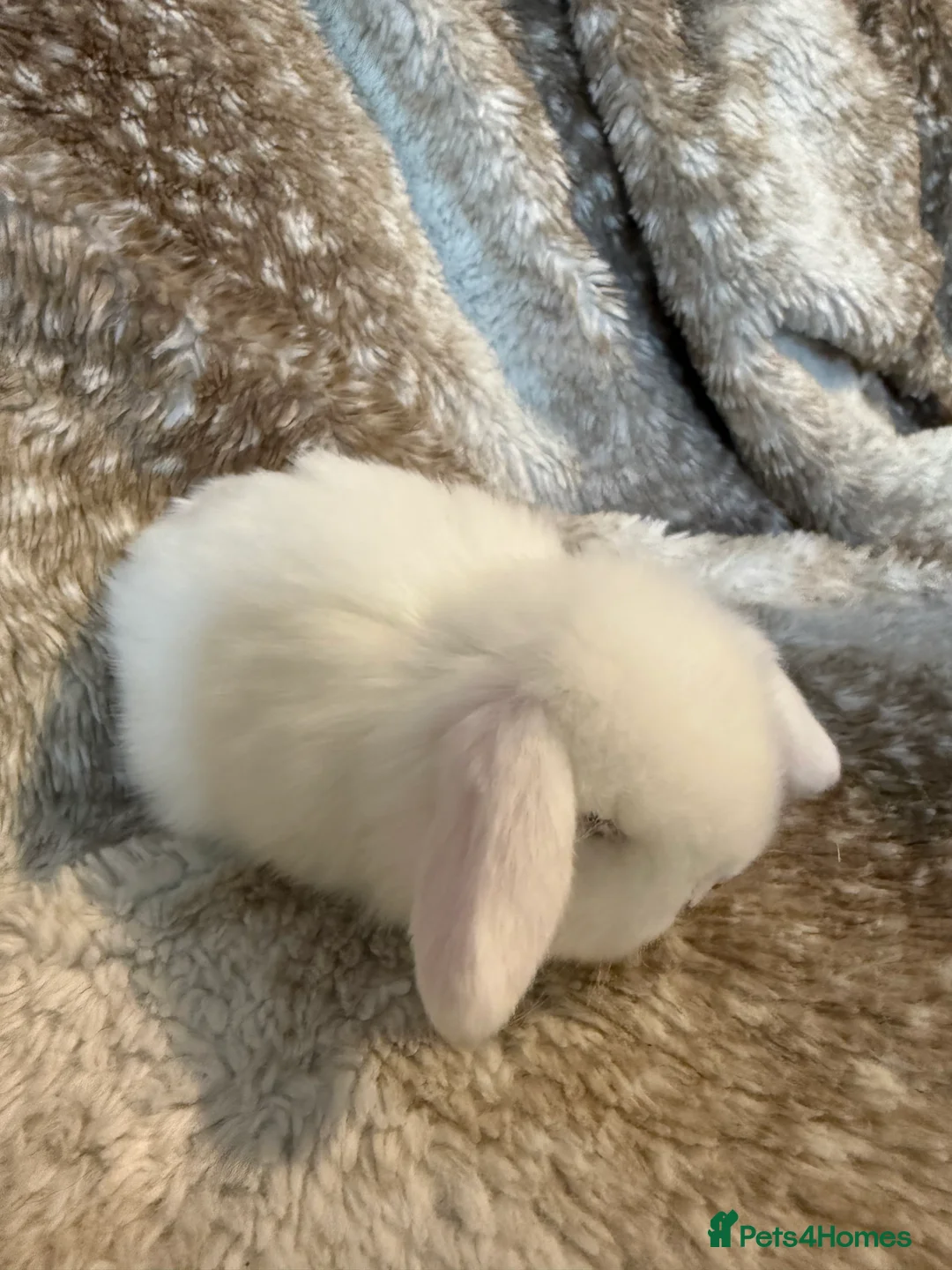 Mini Lop rabbits for sale: Pure mini lops  - Advert 2