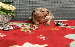 Dachshund dogs for sale: Miniature Dachshund Puppies - Advert 8