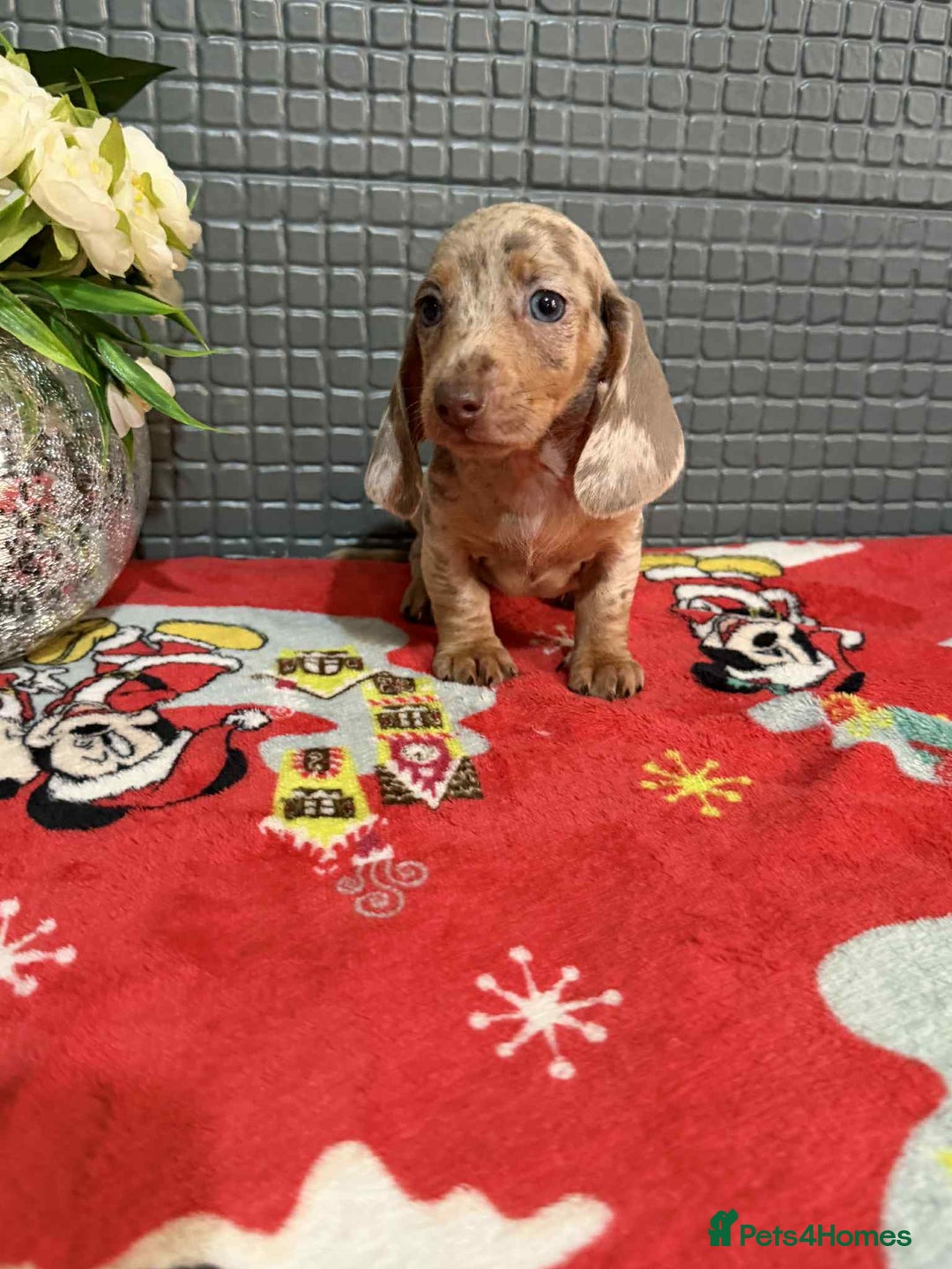 Dachshund dogs for sale: Miniature Dachshund Puppies - Advert 8