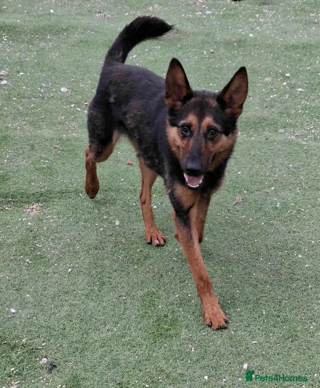 German Shepherd dogs for adoption: RICO  - Advert 3