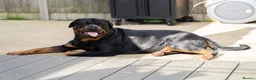 Rottweiler dogs for stud: Beautiful German Rottweiler stud  - Advert 7