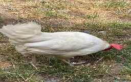 Chickens poultry for sale: Leghorn Chicken  - Image 3