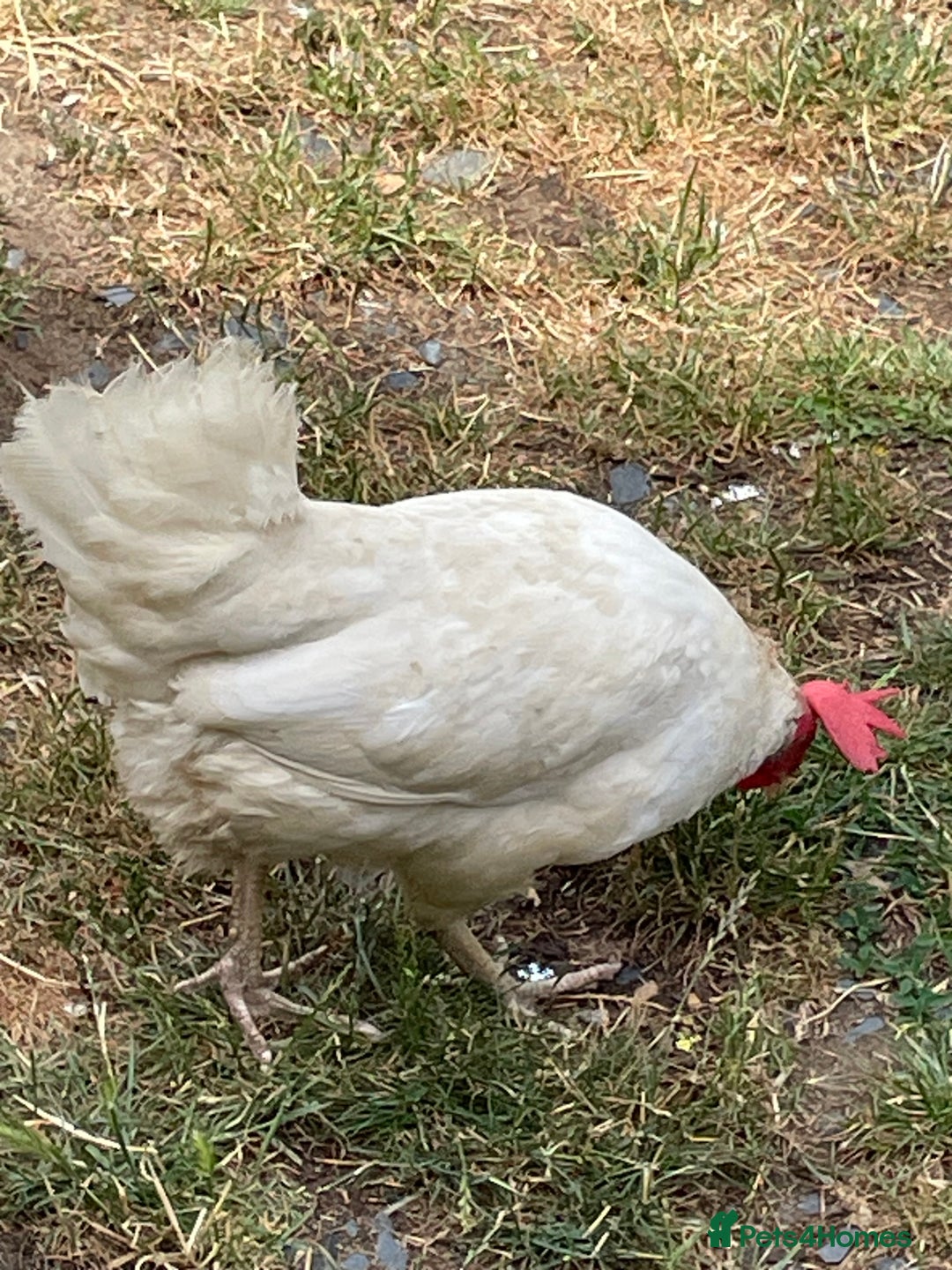 Chickens poultry for sale: Leghorn Chicken  - Image 3