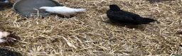 Chickens poultry for sale: Happy healthy pullets. - Advert 12