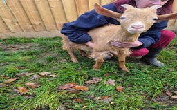 Goats livestock for sale: Super Friendly British Guernsey Goat Kids - Image 4