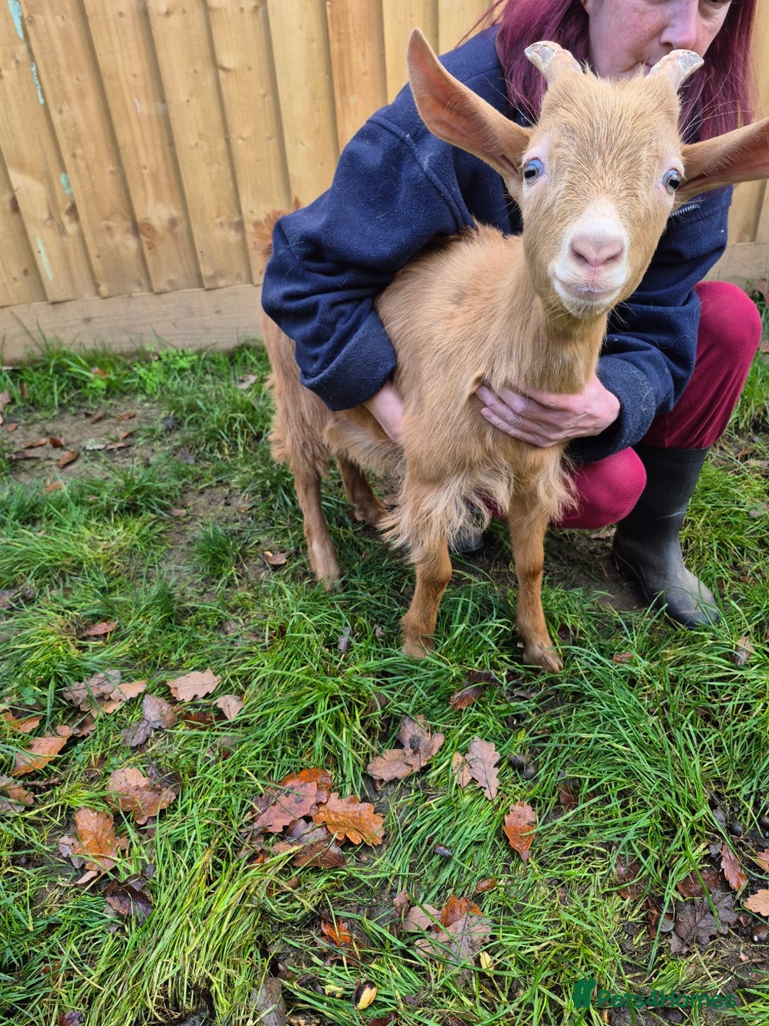 Goats livestock for sale: Super Friendly British Guernsey Goat Kids - Image 4