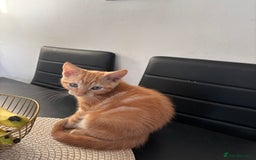 British Shorthair cats for sale: Kitten - Image 9