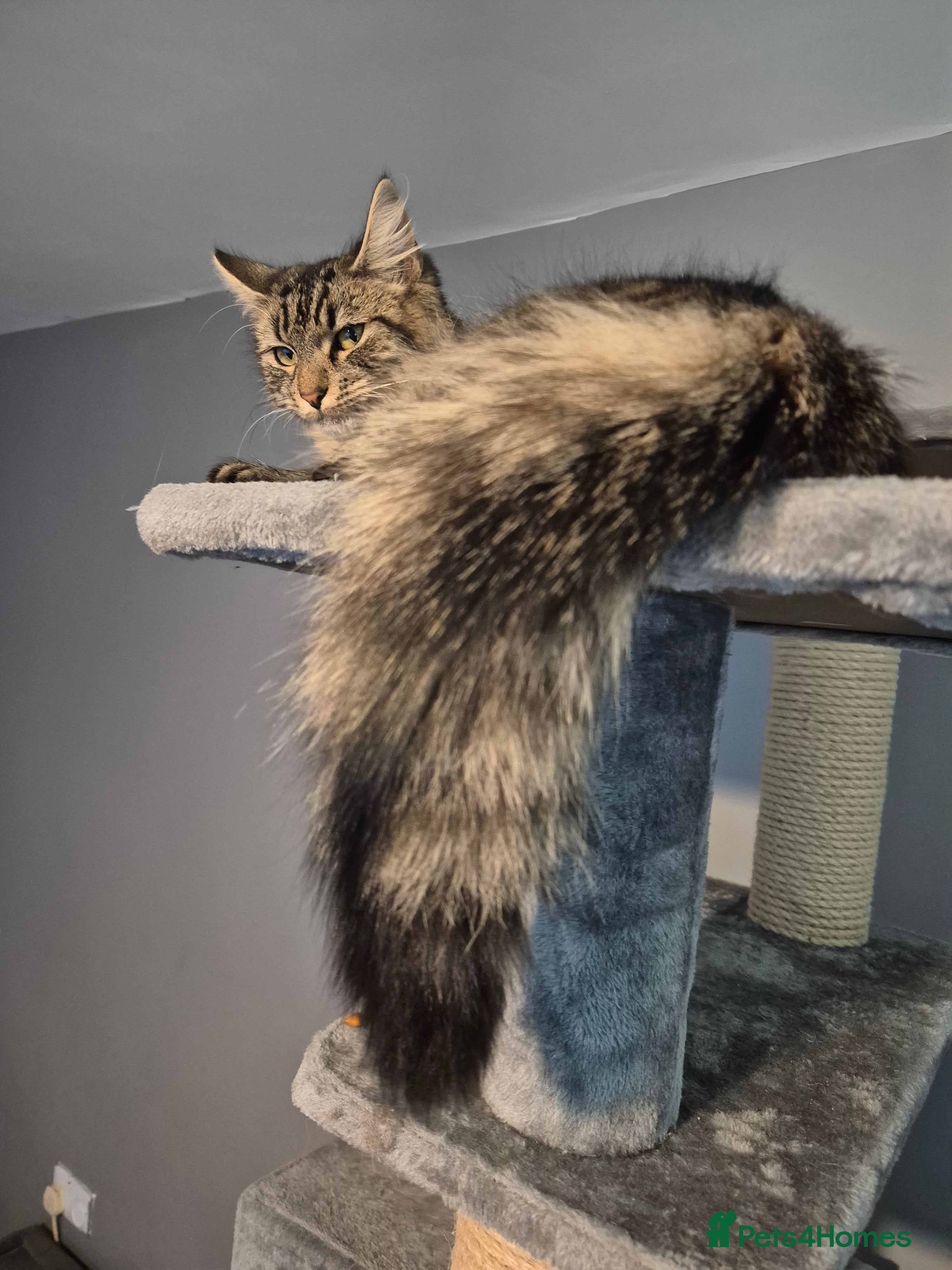 Maine Coon cats Maine Coon X - Advert 1