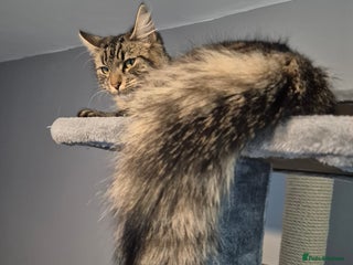 Maine Coon cats Maine Coon X - Advert 18