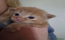 Mixed Breed cats for sale: Ginger kittens  - Image 3