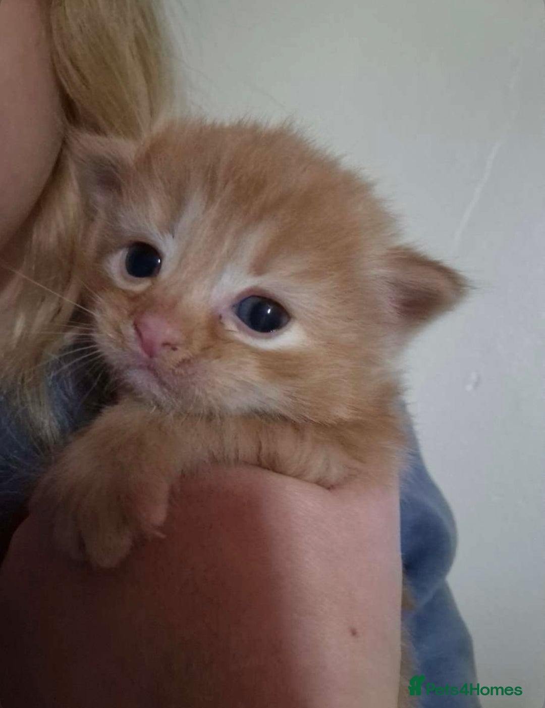 Mixed Breed cats for sale: Ginger kittens  - Image 3