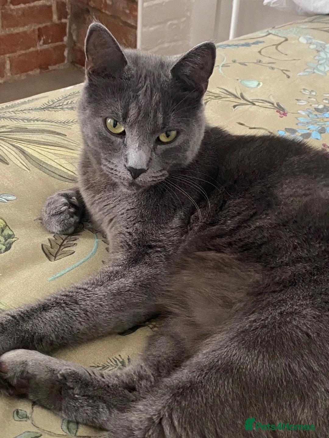 Mixed Breed cats for sale: Russian Blue Mixed in King's Lynn - Advert 1