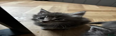 Maine Coon 3