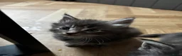 Maine Coon cats for sale: Majestic Maine Coon Kittens  - Advert 8