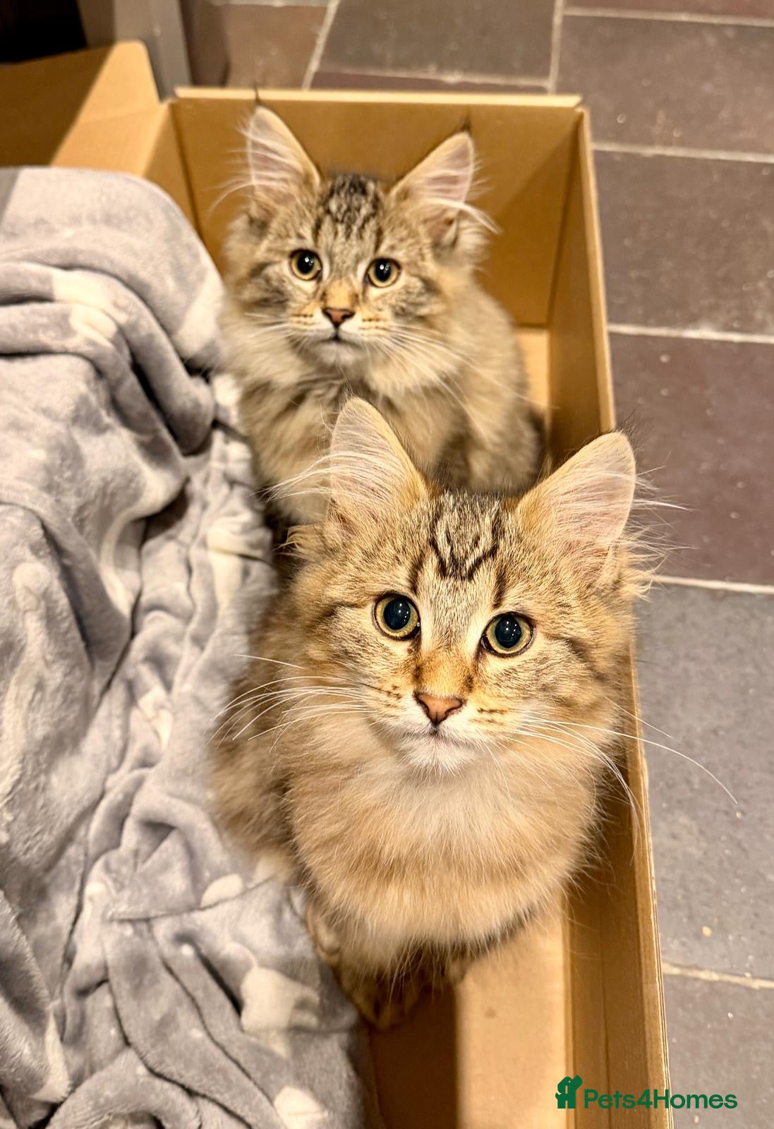 Maine Coon cats Stunning Maine coon x chinchilla kittens  - Advert 1