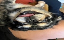 Pug dogs for sale: Beautiful fluffy pug - Image 2