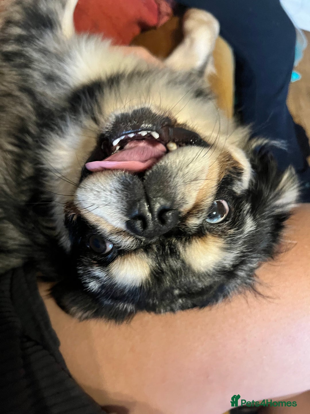 Pug dogs for sale: Beautiful fluffy pug - Image 2