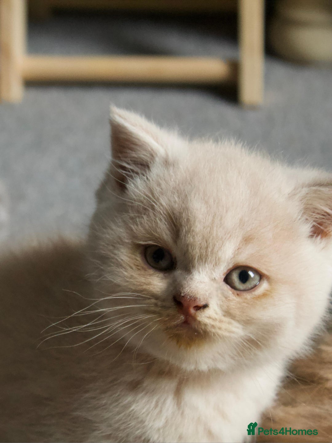 Scottish Fold cats for sale: Scottish Fold Kittens - Advert 2
