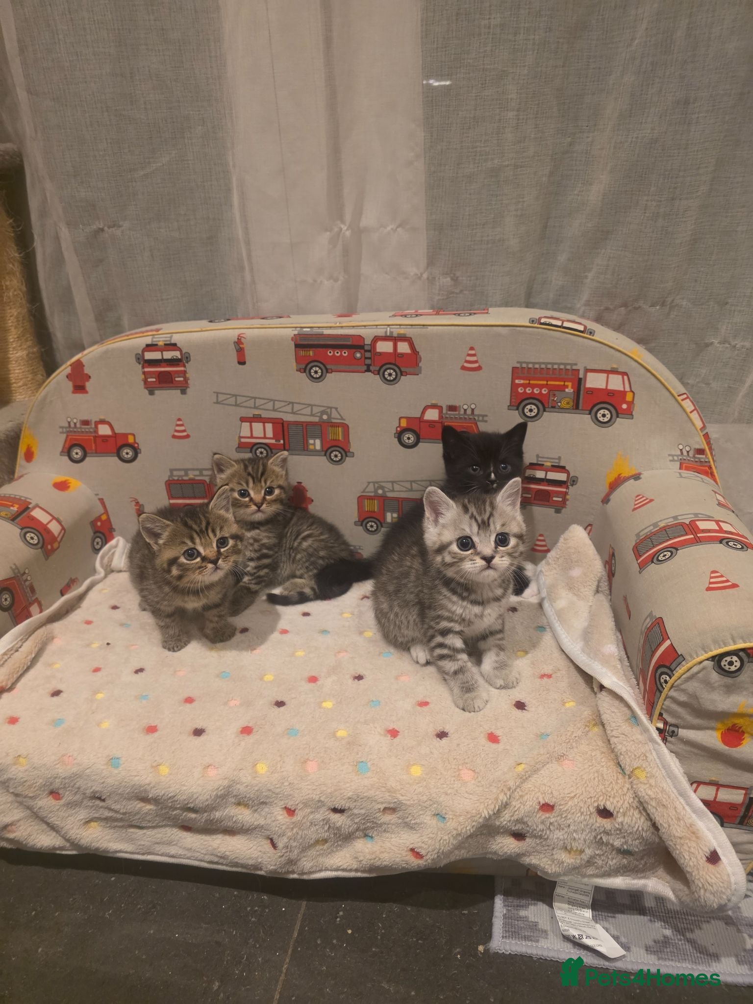 British Shorthair cats The cutest British Shorthair kittens  - Advert 1