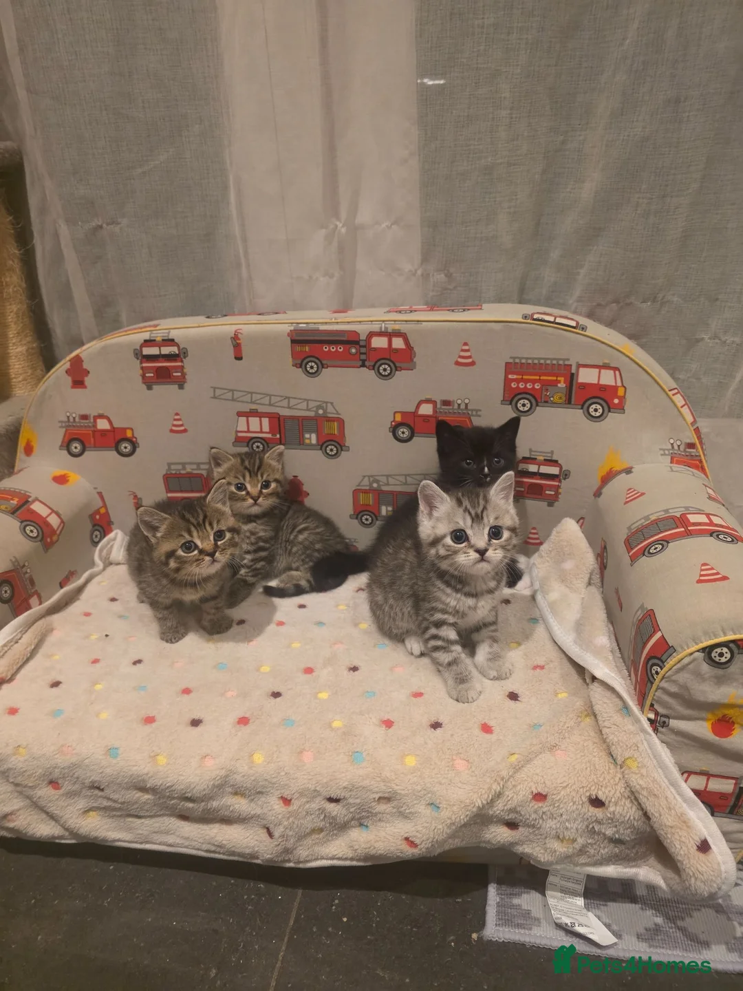 British Shorthair cats for sale: The cutest British Shorthair kittens  - Advert 1
