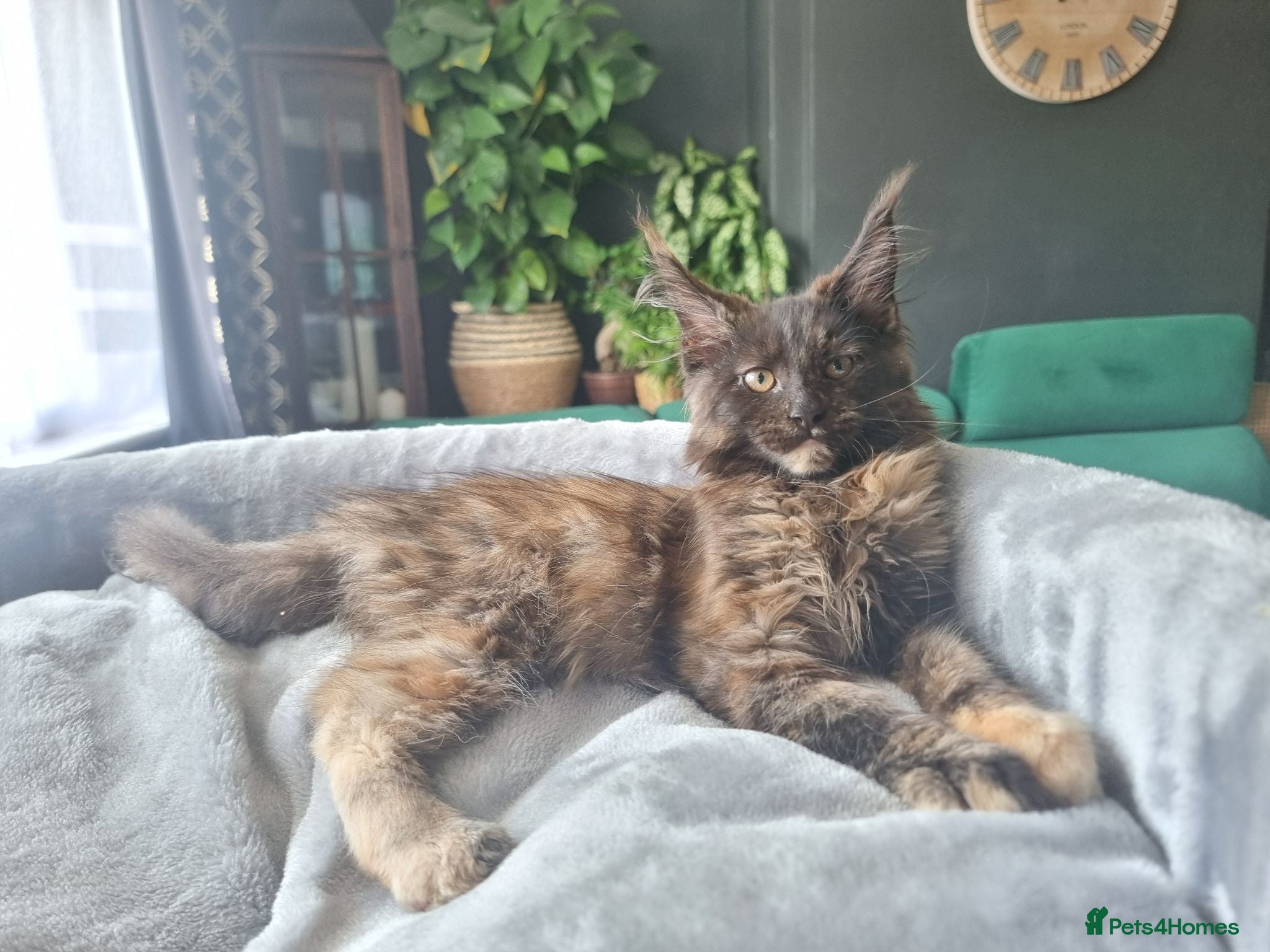 Maine Coon cats TICA REG. MAINE COON KITTENS  - Advert 2