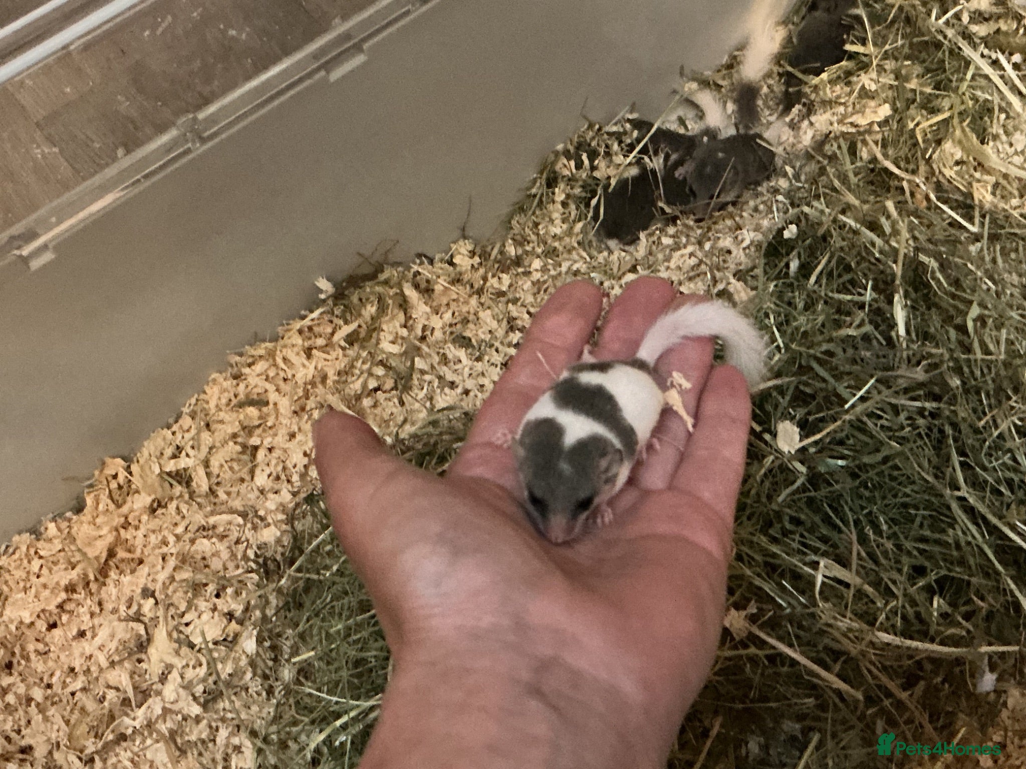 Mouse rodents New liter pied and standard dormice ready now  - Advert 1