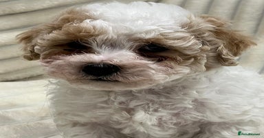 Maltipoo dogs Maltipoo boy puppy - Advert 10