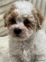 Maltipoo dogs Maltipoo boy puppy - Advert 2